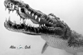   Crocodile diving Banco Chinchorro Mexico  